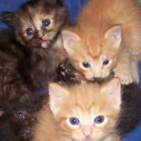 Renee Flemming Photo 3