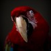 Ricky Wing Photo 16