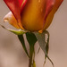 Rose Self Photo 20