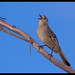 Robin Southern Photo 24