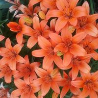 Marsha Perkins Photo 12