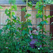 Jill Bean Photo 23