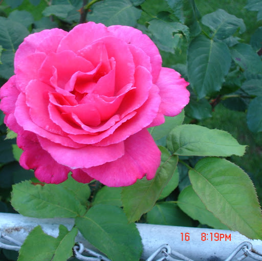 Cheryl Wiseley Photo 3