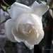 Melissa Rose Photo 37