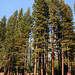 Carol Meadows Photo 11