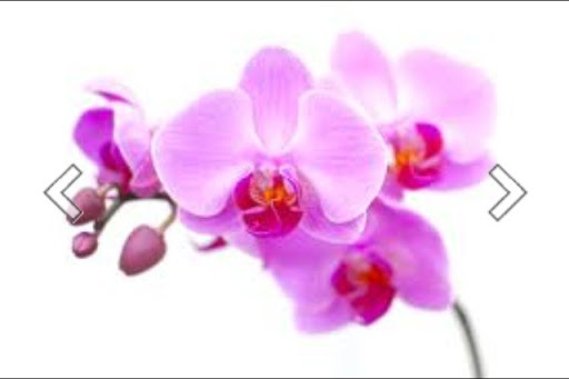 Jill Gilmour Photo 4