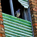 Debra Allen Photo 10