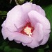 Sharon Hendricks Photo 29