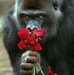 Robin Starr Photo 34