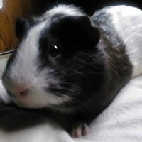 Clara Poole Photo 15