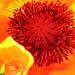 Carol Bloom Photo 33