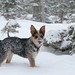 Willie Snow Photo 18