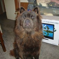 Ronald Moses Photo 10