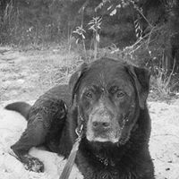 Tracey Sylvester Photo 18