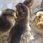 Minnie Driver Photo 19