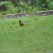 Robin Choate Photo 22