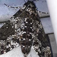 Andy Willis Photo 33