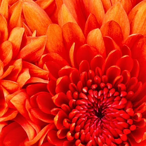 Michelle Redmond Photo 14