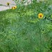 Susan Dill Photo 38
