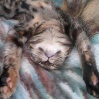 Kristopher Andersen Photo 4