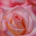 Diana Rose Photo 47