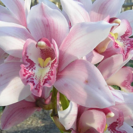 Cynthia Law Photo 14