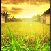 Dawn Rice Photo 11