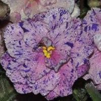 Janice Nance Photo 12