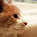 Cat Johnson Photo 24