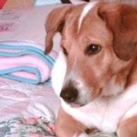 Renee Lerman Photo 2