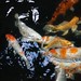 David Koi Photo 10