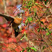 Robin Long Photo 35
