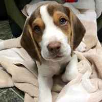 Patricia Gaudet Photo 10