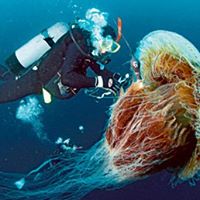 Maxwell Simons Photo 4