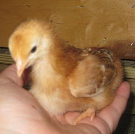 Rachel Andrews Photo 16