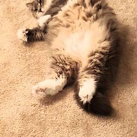 Joshua Stark Photo 25