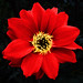 Flora Bishop Photo 4
