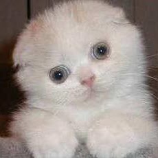 Arthur Mann Photo 24