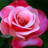 Frances Kemp Photo 28