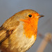Robin Carr Photo 28