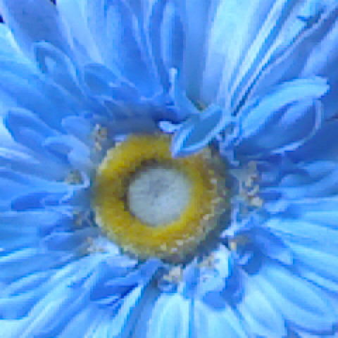 Sarah Clevenger Photo 16