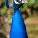 Chris Peacock Photo 9