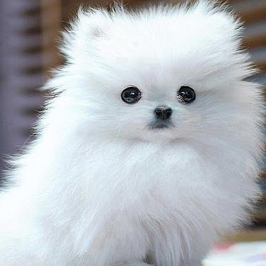 Merlin Johnson Photo 18