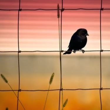 Deborah Mccullough Photo 17