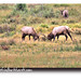 Cynthia Estes Photo 41