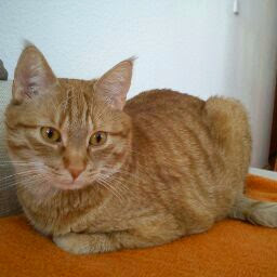 Daniel Frenzel Photo 10