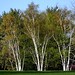 Donald Grove Photo 20