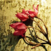 Robert Duarte Photo 22