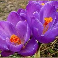 Leslie Rich Photo 35