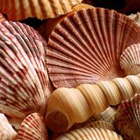 Joan Donahue Photo 19